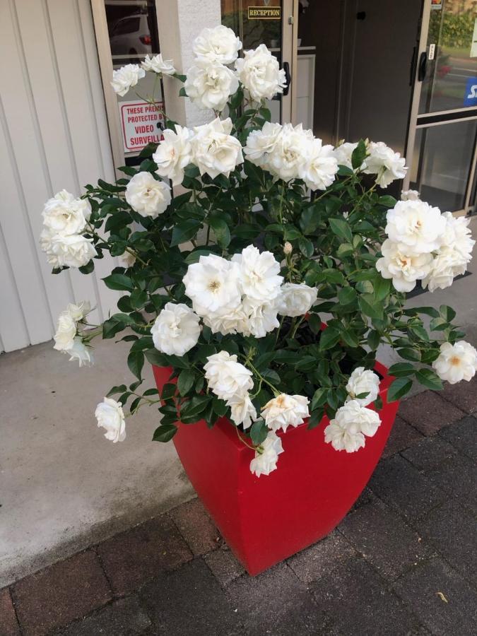 טה אוומוטו Rosetown Motel מראה חיצוני תמונה